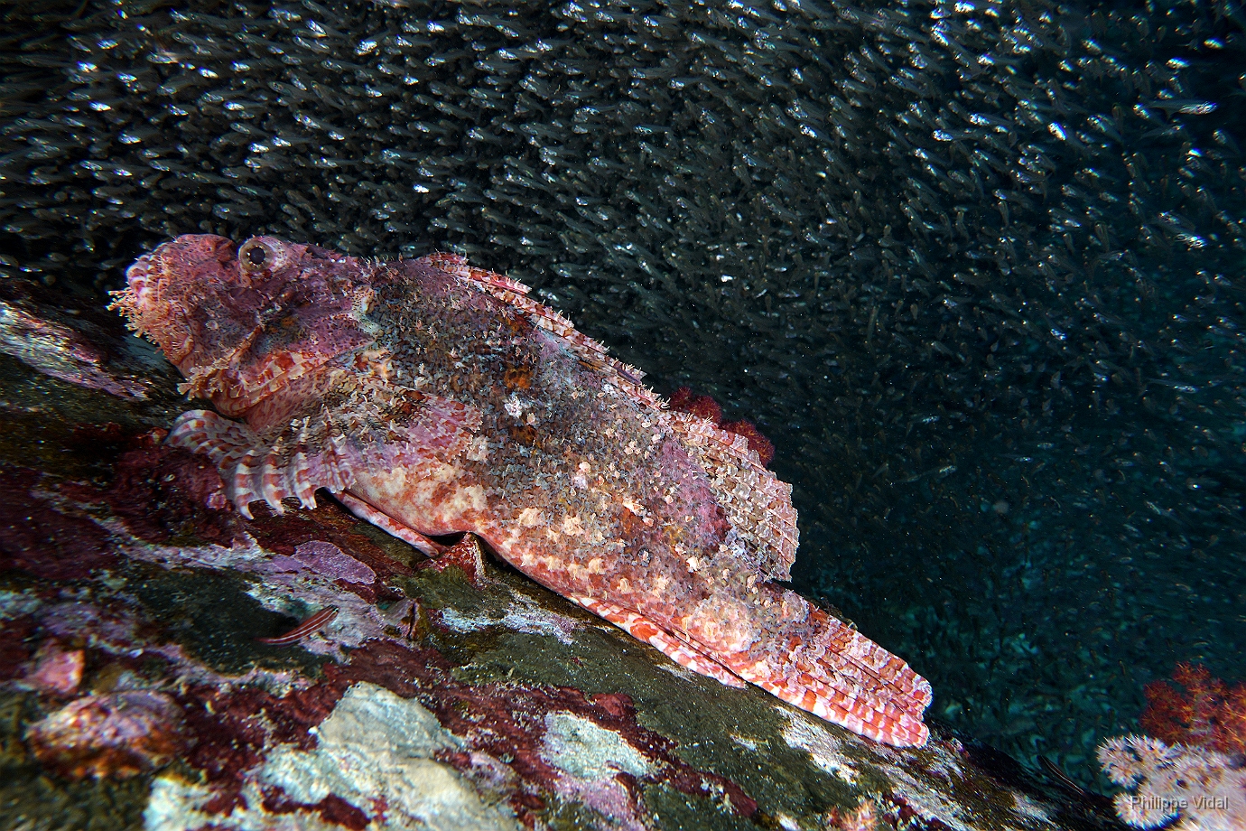 Birmanie - Mergui - 2018 - DSC02760 - Tasseled scorpionfish - Poisson scorpion a houpe - Scorpaenopsis oxycephala.jpg